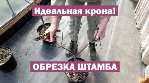 Обрезка штамбовой формы метельчатой гортензии – ХОЧУ ИДЕАЛЬНУЮ КРОНУ!