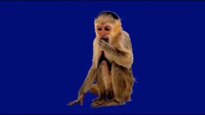 Обезьянка о 25_encoded