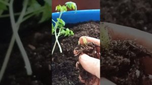 эксперимент с  переросшими томатами