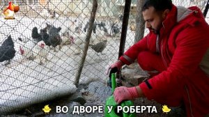 Содержание кур в домашних условиях и других птиц во дворе у Роберта 🐣🐤🦆🐔🪿🦃 (454)