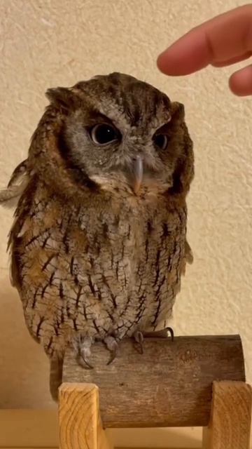 ДОМОВЕНОК…