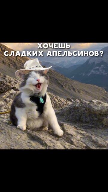 Ты чиво наделал… Приколы с котами