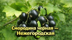 Смородина Нежегородская: секреты крупного урожая
