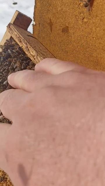 Снег и пчёлы #ЗимняяСказка #МагияПрироды #СнегИПчёлы #УдивительнаяПрирода #ВолшебныйСнег