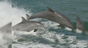 Все дельфины в ураган|DJ Slon & Katya