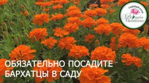 ПОРА СЕЯТЬ БАРХАТЦЫ