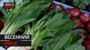 Первый урожай поступил в Одинцово: как выбрать безопасную зелень? // 360 Одинцово