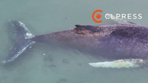 В Балтийском море роют 50-метровый тоннель, чтобы спасти горбатого кита, которого выбросило на мель.