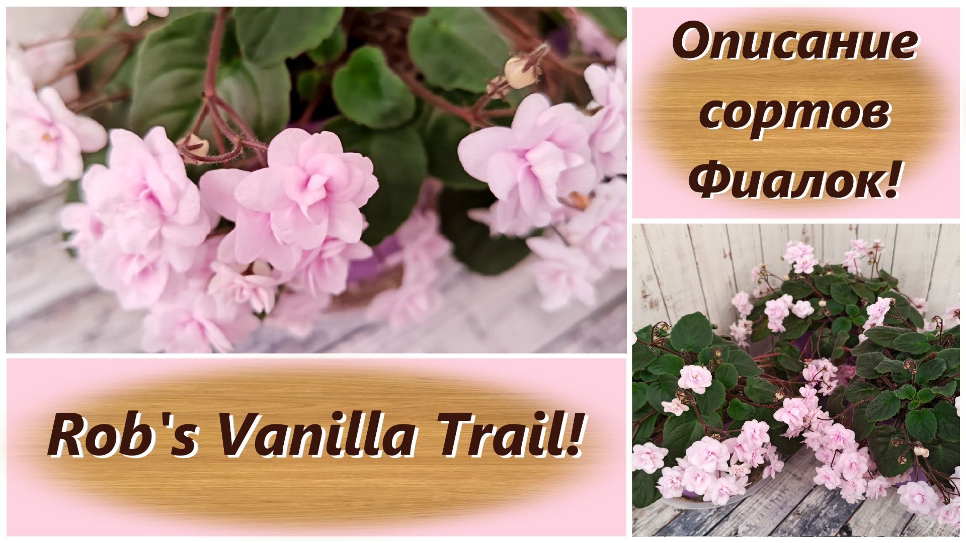 Описание сортов Фиалок! Rob’s Vanilla Trail!