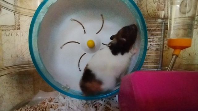 Сирийский трëхцветный хомяк