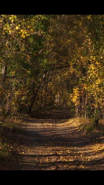 Nikon D80 и осенние снимки #nikon #nikond80 #ccd #crop #nikoncrop #d80 #photography #2026 #dslr