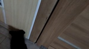 пёсик Арчи ﹤3