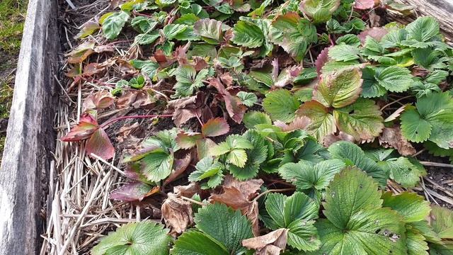 Весенняя обработка клубники. Самые Важные моменты для богатого урожая.