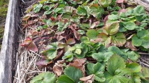 Весенняя обработка клубники. Самые Важные моменты для богатого урожая.