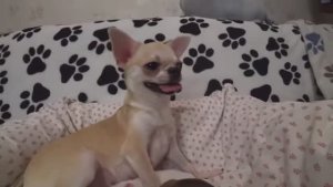 Жизнь на пенсии / У кого кошечки, у меня собачки Роды чихуахуа КТО родился 2 серия