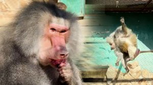 Праздник живота у Лоренцо! Жлобео прыгает с потолка как бабочка! Утихомирили всех, и макак, и Жлобео