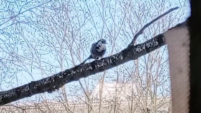 Крупным планом. Красивый голубь 5820845340785