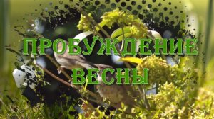 Пробуждение весны