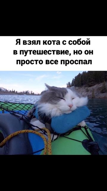 Проснулся. Приколы с котами