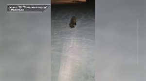 ЕЩЁ ОДИН СЛУЧАЙ БЕШЕНСТВА