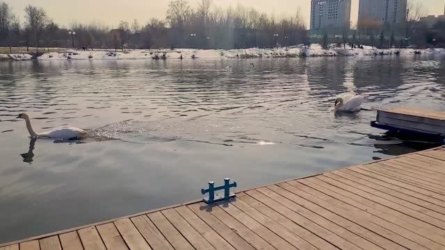 Лебеди на Яузе в марте 2026 г.