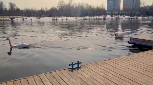 Лебеди на Яузе в марте 2026 г.