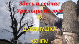 Эх, дубинушка ухнем/Где пила?Завалили кабанчика.