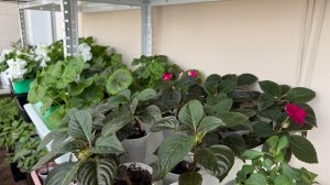 Цветы, которые буду выращивать в этом сезоне на даче