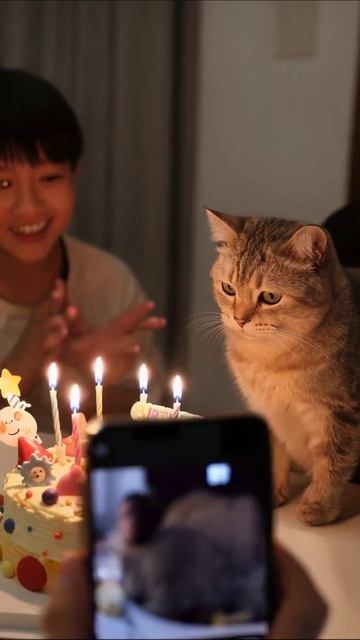 Кот на день рождения: праздник с тортом! 🎉 #кот #деньрождения #веселье