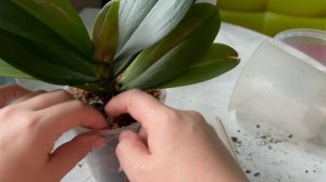 Пересадка орхидеи после обработки. Жалко выкидывать цветоносы! Буду растить детку!