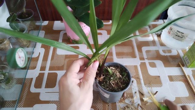 Плюс две грустные орхидеи во мху, первичная обработка 😅