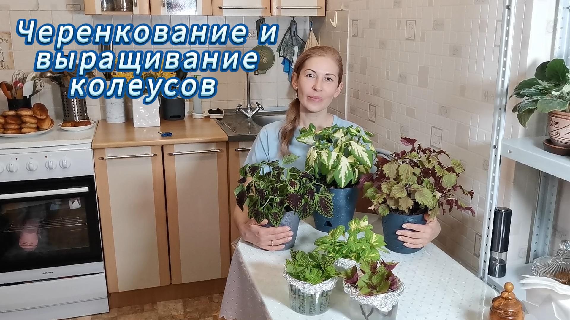 Размножение колеуса черенкованием. Секреты пышного куста без «лысых ног»