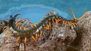 Моя НОВАЯ ГИГАНТСКАЯ Сколопендра в Террариуме