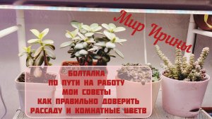 БОЛТАЛКА ● ПО ДОРОГЕ НА РАБОТУ ● МОИ СОВЕТЫ ПО ДОСВЕТКЕ РАССАДЫ И КОМНАТНЫХ ЦВЕТОВ●●●