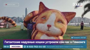 Гигантские надувные кошки устроили сон-час в Гонконге