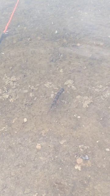 #рыбалка подпишитесь пожалуйста 🙏