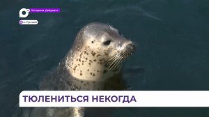 Плотный тренировочный график: в Приморском океанариуме ларги, сложа ласты, не сидят