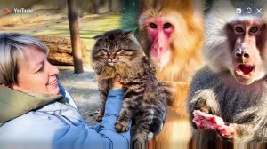 КОТЫ ВОРУЮТ МЯСО  ОБЕЗЬЯН! 😱 Лида и Елисей затаились, а Зинка стала изгоем стаи?