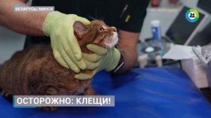 С приходом тепла в Беларуси активизировались клещи