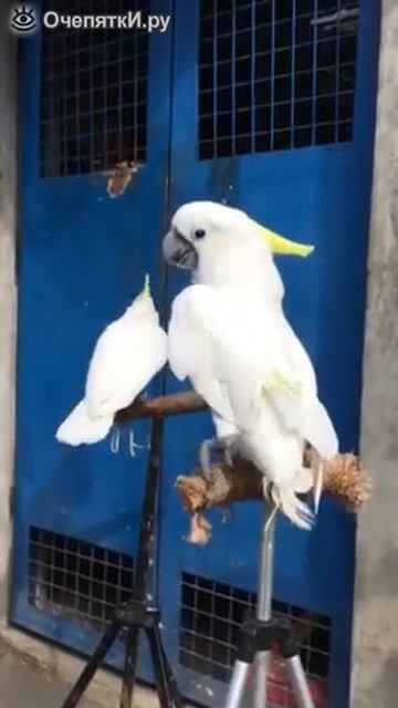 Лающие какаду