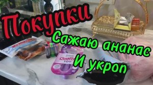 Покупки! Сажаю ананас и укроп!