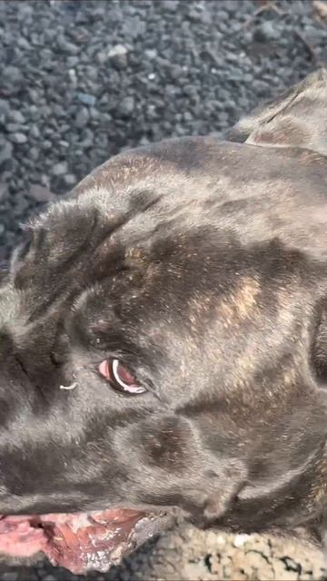 А как ваши животные проводят время?