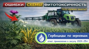 Большой полевой "разбор"! Сравнение гербицидов: эффективность, стресс, последействие 2024/25гг