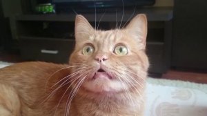 Любопытный кот