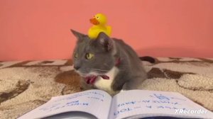 Если бы котики ходили в школу-БУМАШКИН