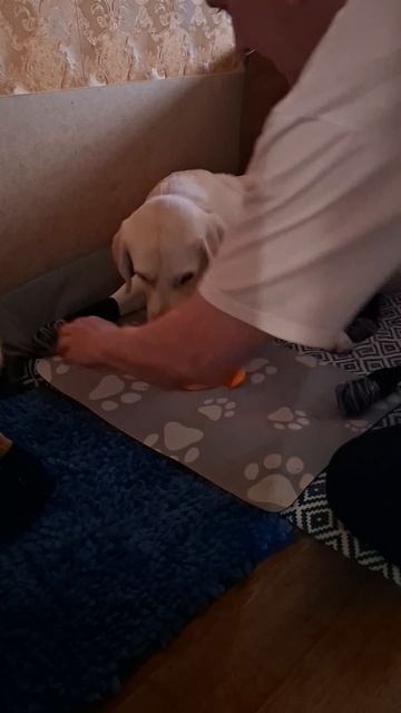 Первые шаги в носочках. Симба в шоке от его новых лап 🐾😱