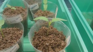 Посеяла томаты для теплицы.Рассада перцев и цветов.Купила алоказию Регал Шилдс.Новые фитосветильники