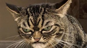 пью пиво в майнкрафт