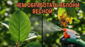 ОБРАБОТКА яблонь ВЕСНОЙ от болезней и вредителей! Как и чем обрабатывать сад