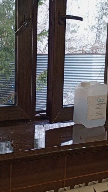 Машенька белочка